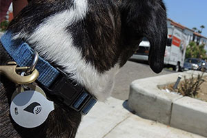 TrackR Dog